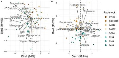 Interactive and Dynamic Effects of Rootstock and Rhizobiome on Scion Nutrition in Cacao Seedlings